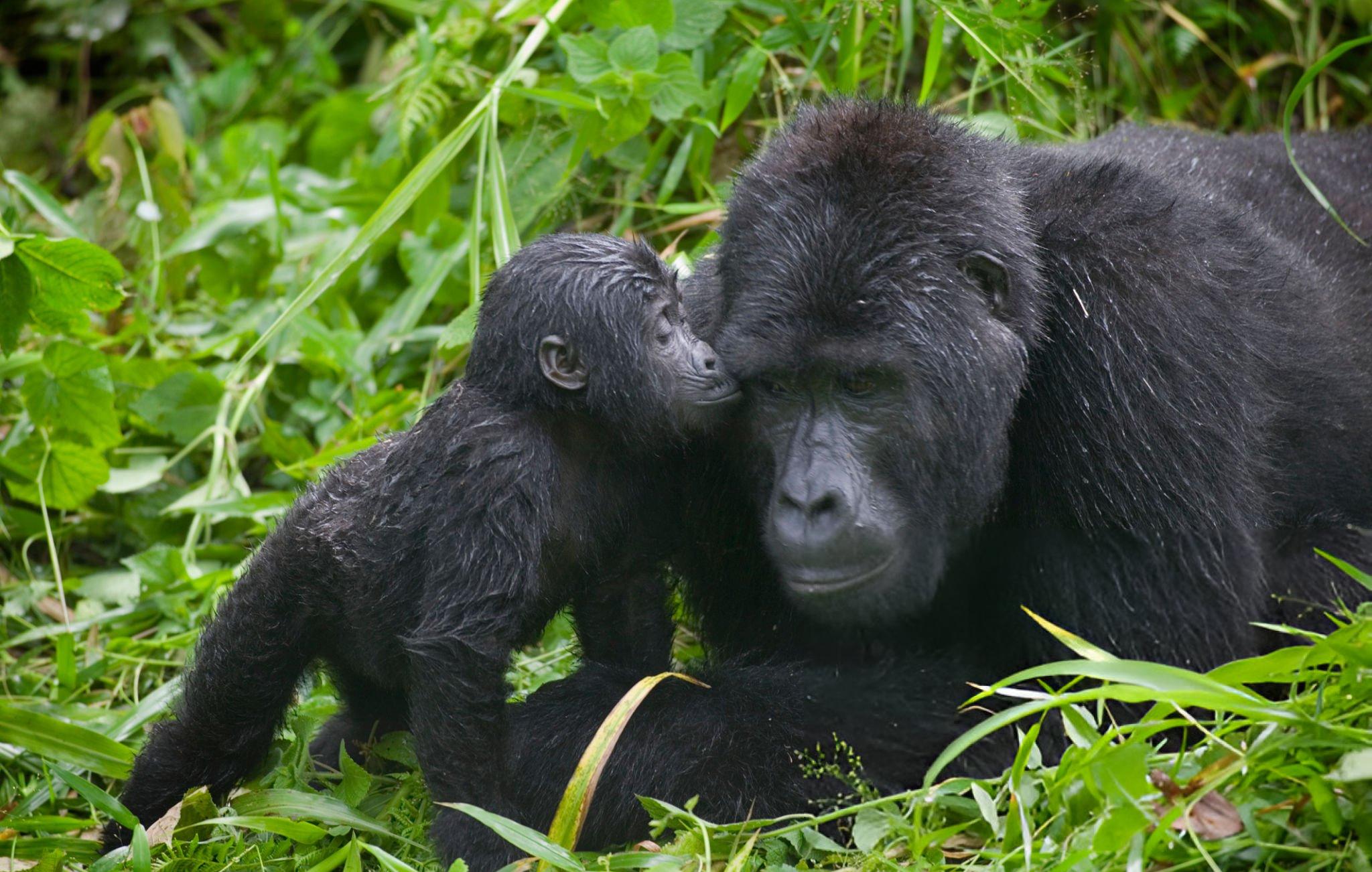 Bwindi